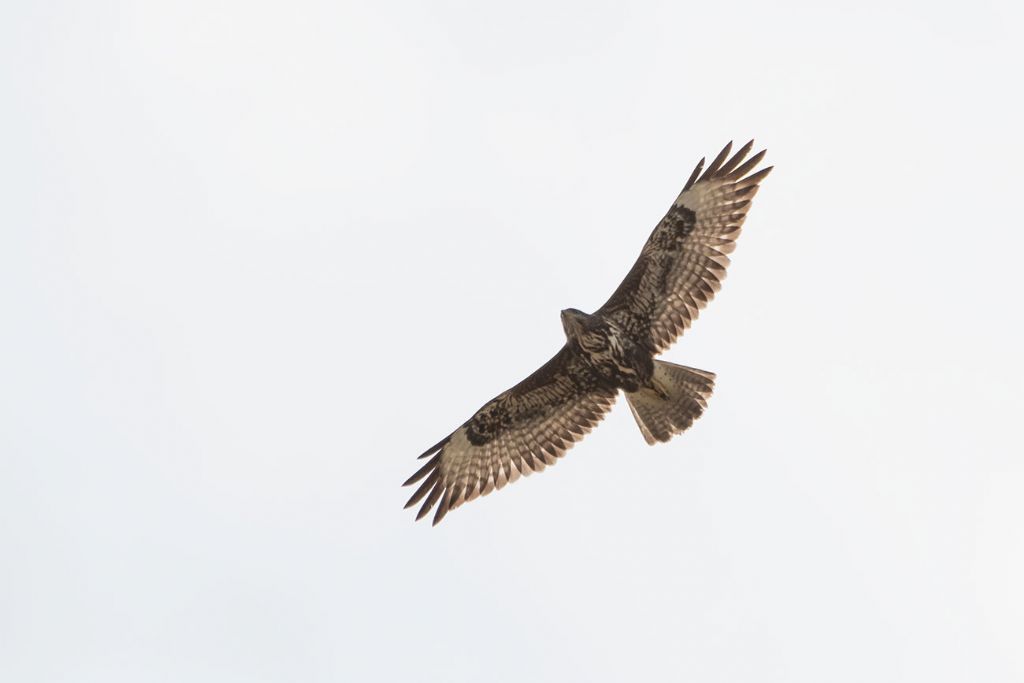 Buteo buteo ?  S